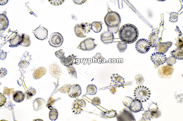 Radiolaires x12,5 - gryphea.org